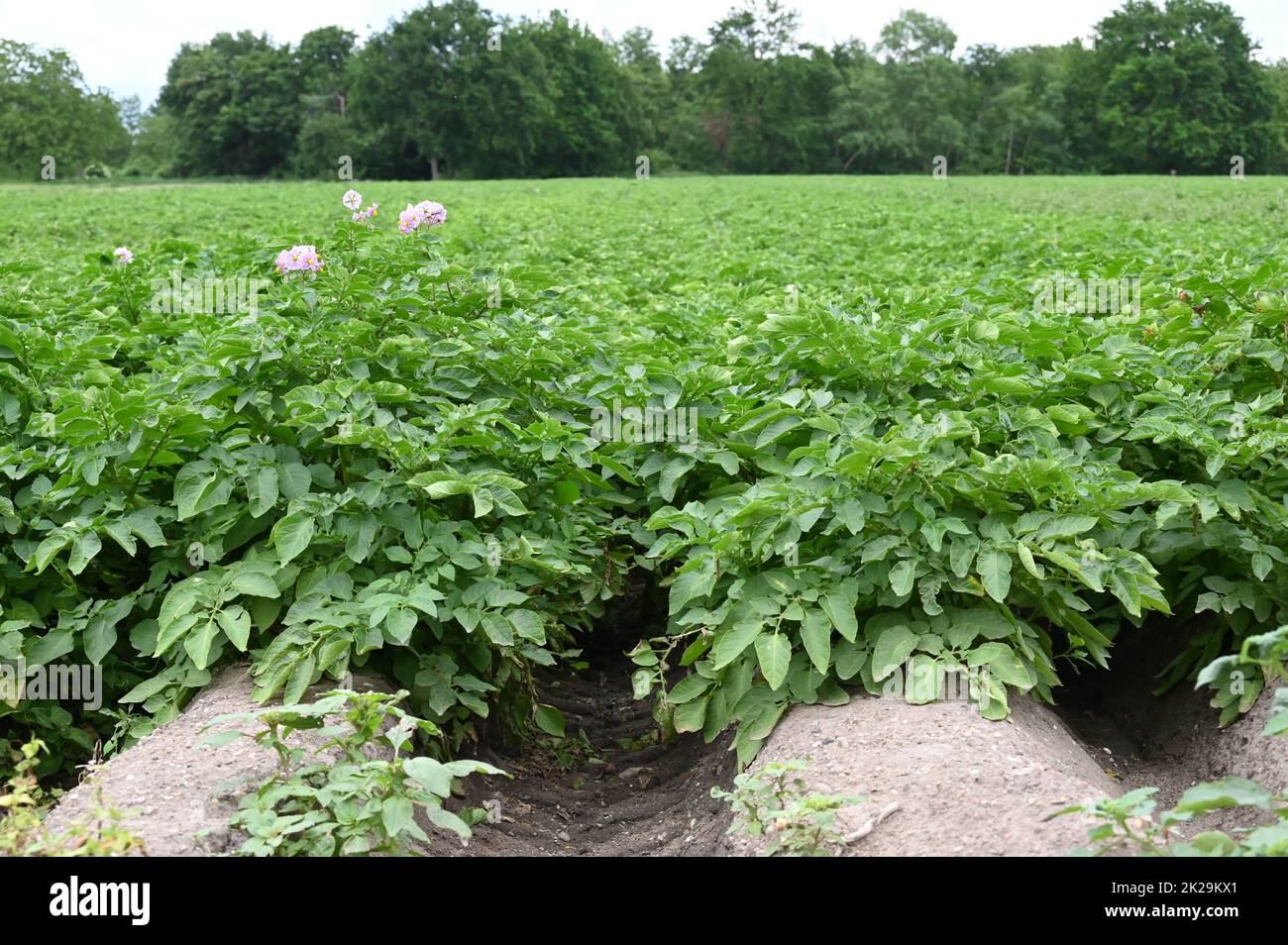 Campo di patate Foto Stock