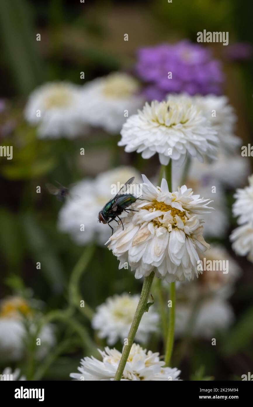 Fiore bianco 'Roman Chamomile' (o inglese Chamomile, mela macinata, basso Chamomile, pianta di Whig) in un giardino. Il suo nome latino è Chamaemelum Nobile 'Plena' (SYN Anthemis Nobilis). Foto Stock