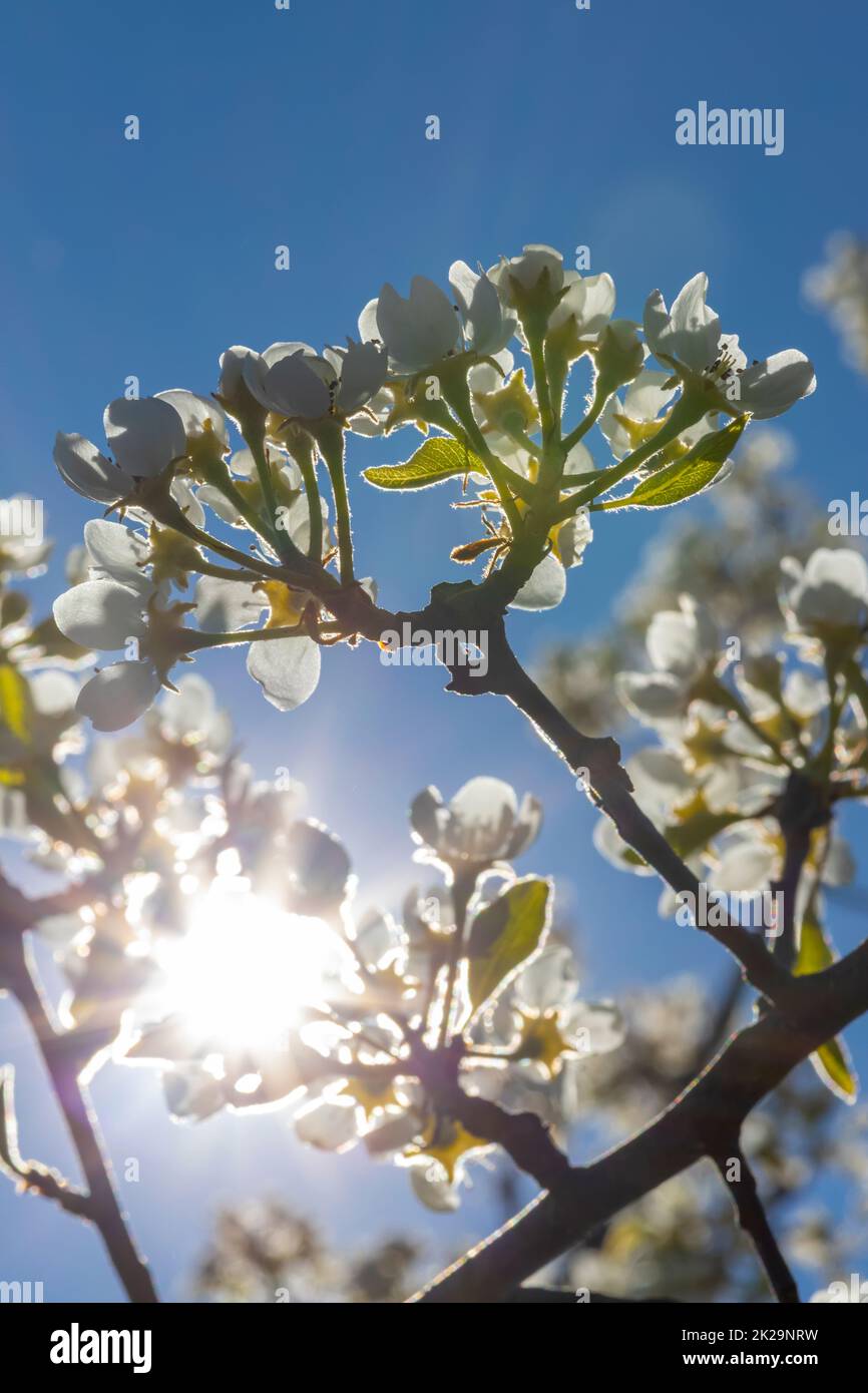 fiori e boccioli di alberi da frutta in primavera Foto Stock