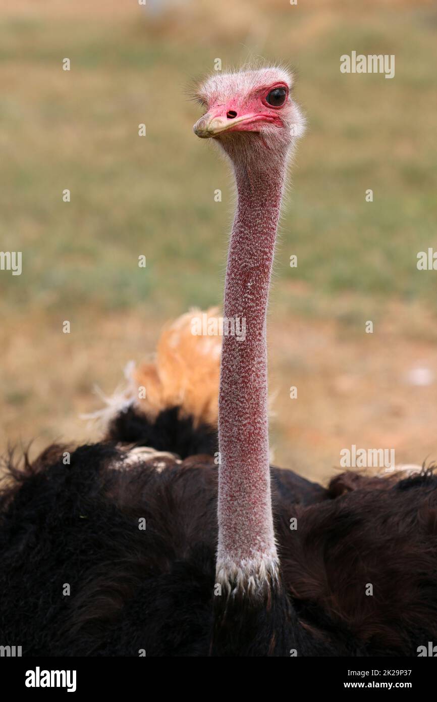 Masai Ostrich maschio a Oudtshoorn. Sudafrica Foto Stock