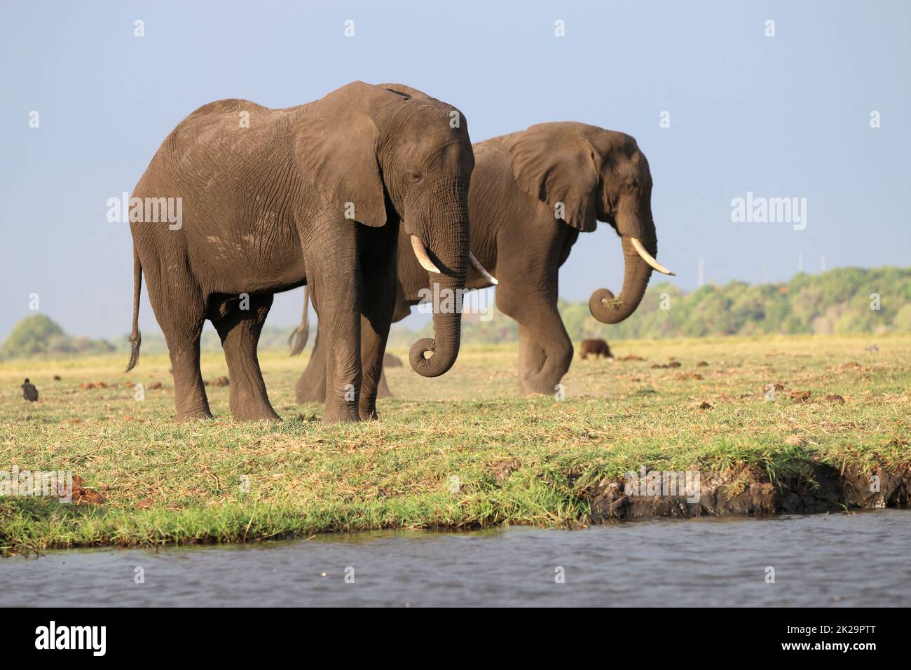 Elefanti nel Chobe Nationalpark. Botswana Foto Stock