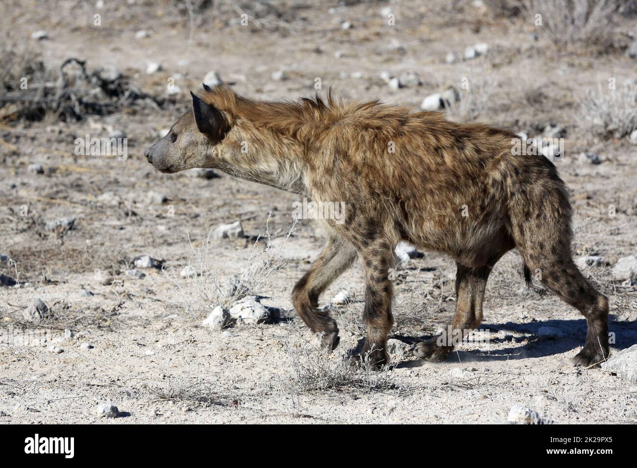 Hyena macchiato al Parco Nazionale di Etosha. Namibia Foto Stock