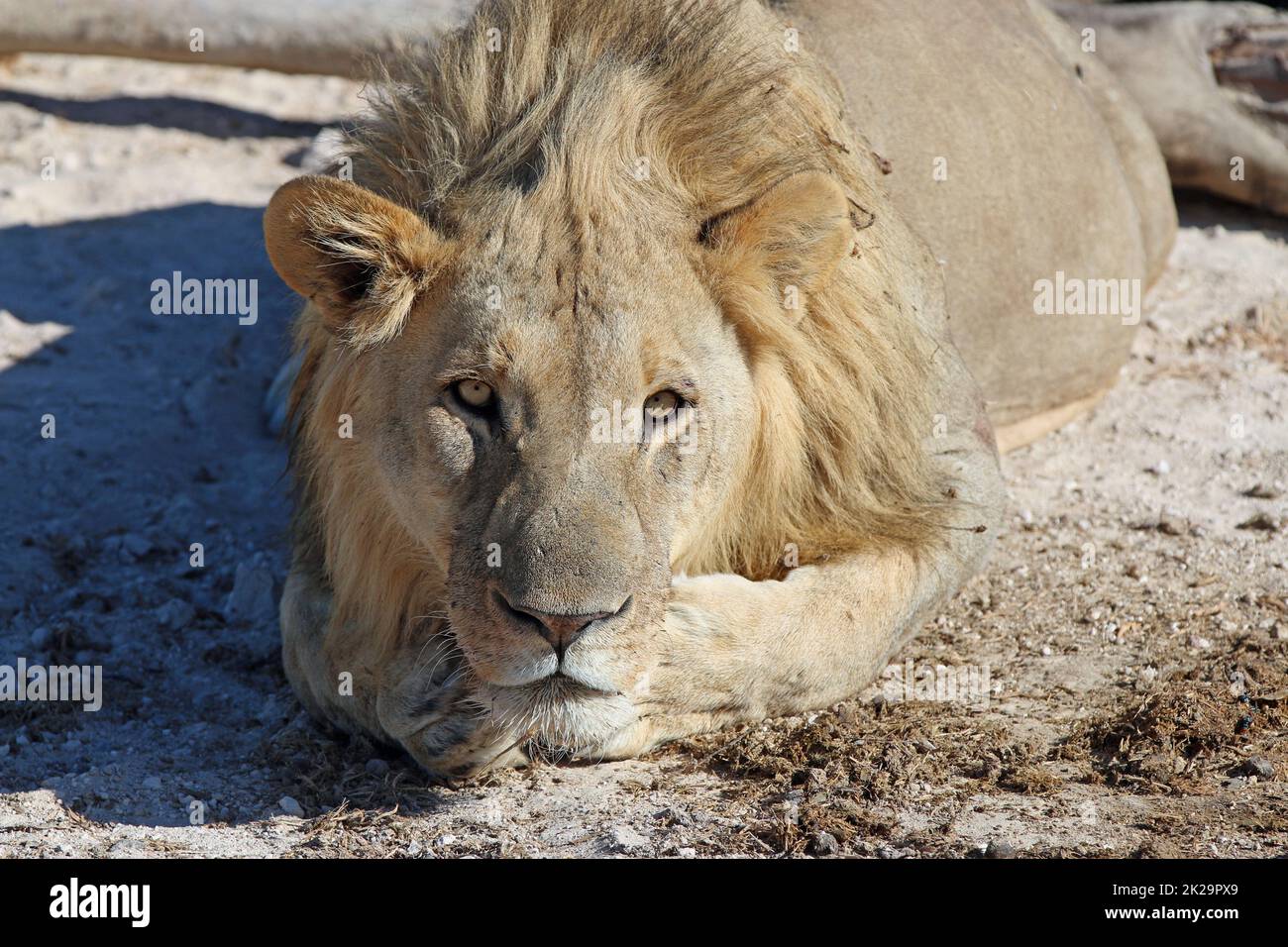 Leone maschile all'Etosha Nationalpark. Namibia Foto Stock