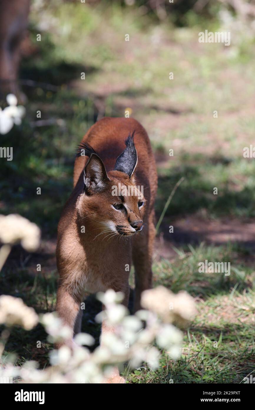 Caracal in Sud Africa Foto Stock