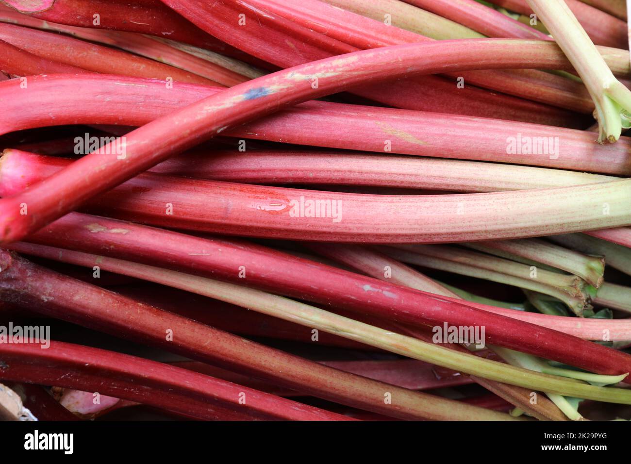 Rabarbaro fresco accatastato in un luccio sul mercato agricolo in Italia Foto Stock