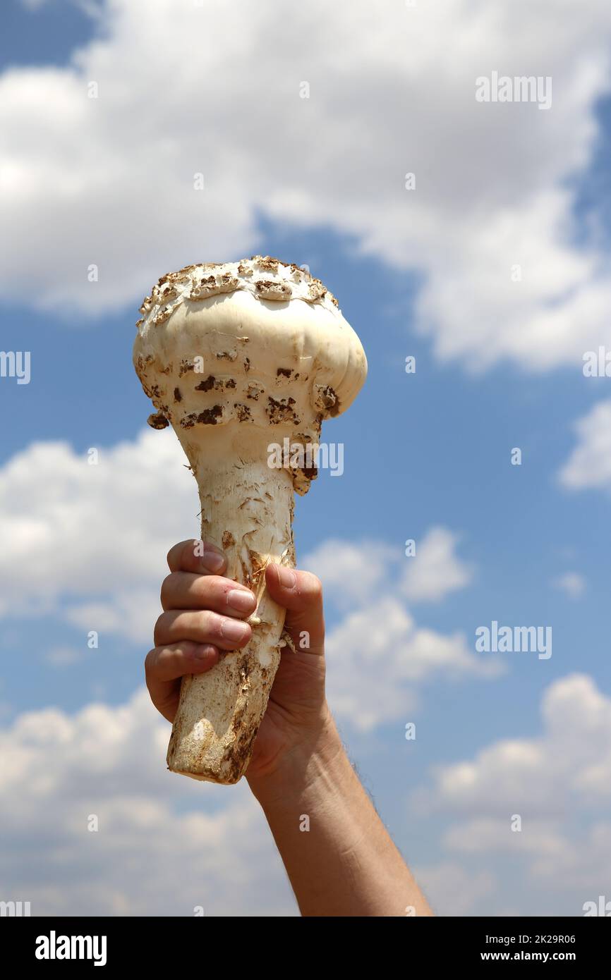 Funghi termiti chiamati Devils pane. Namibia Foto Stock