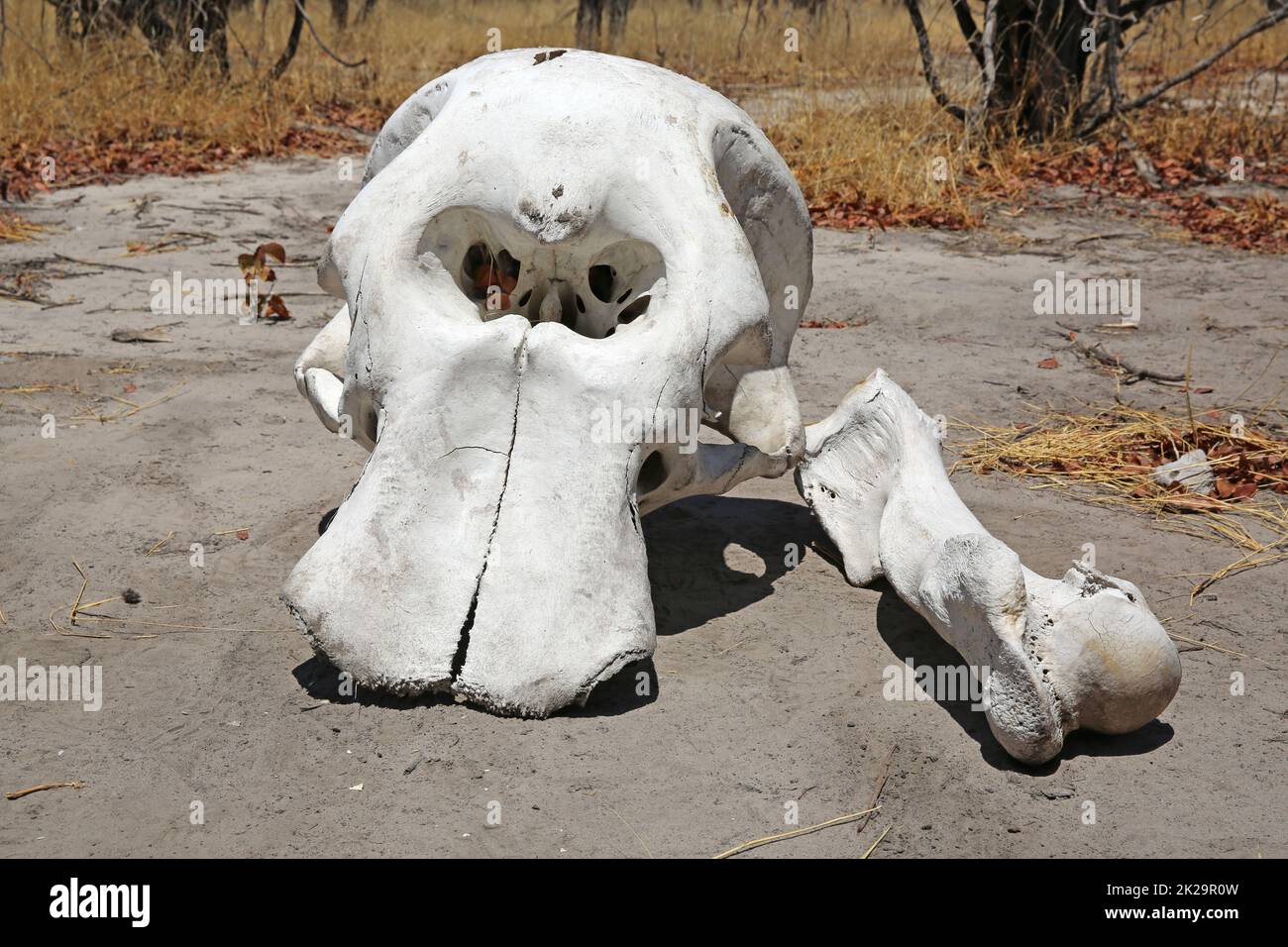 Cranio di elefante in Botswana. Africa Foto Stock