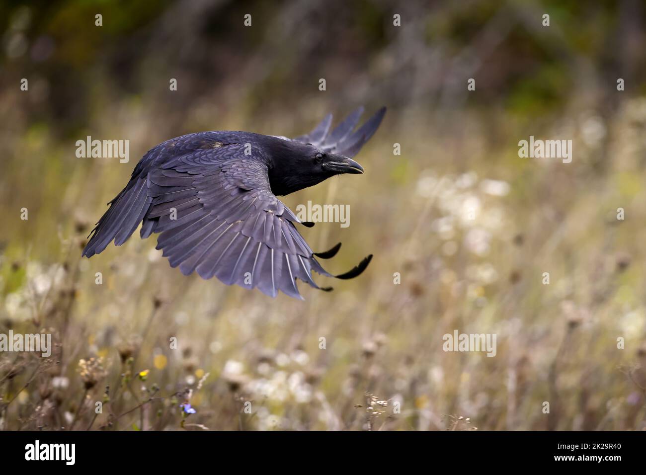 Corvo comune volare sopra i fiori selvatici in autunno Foto Stock