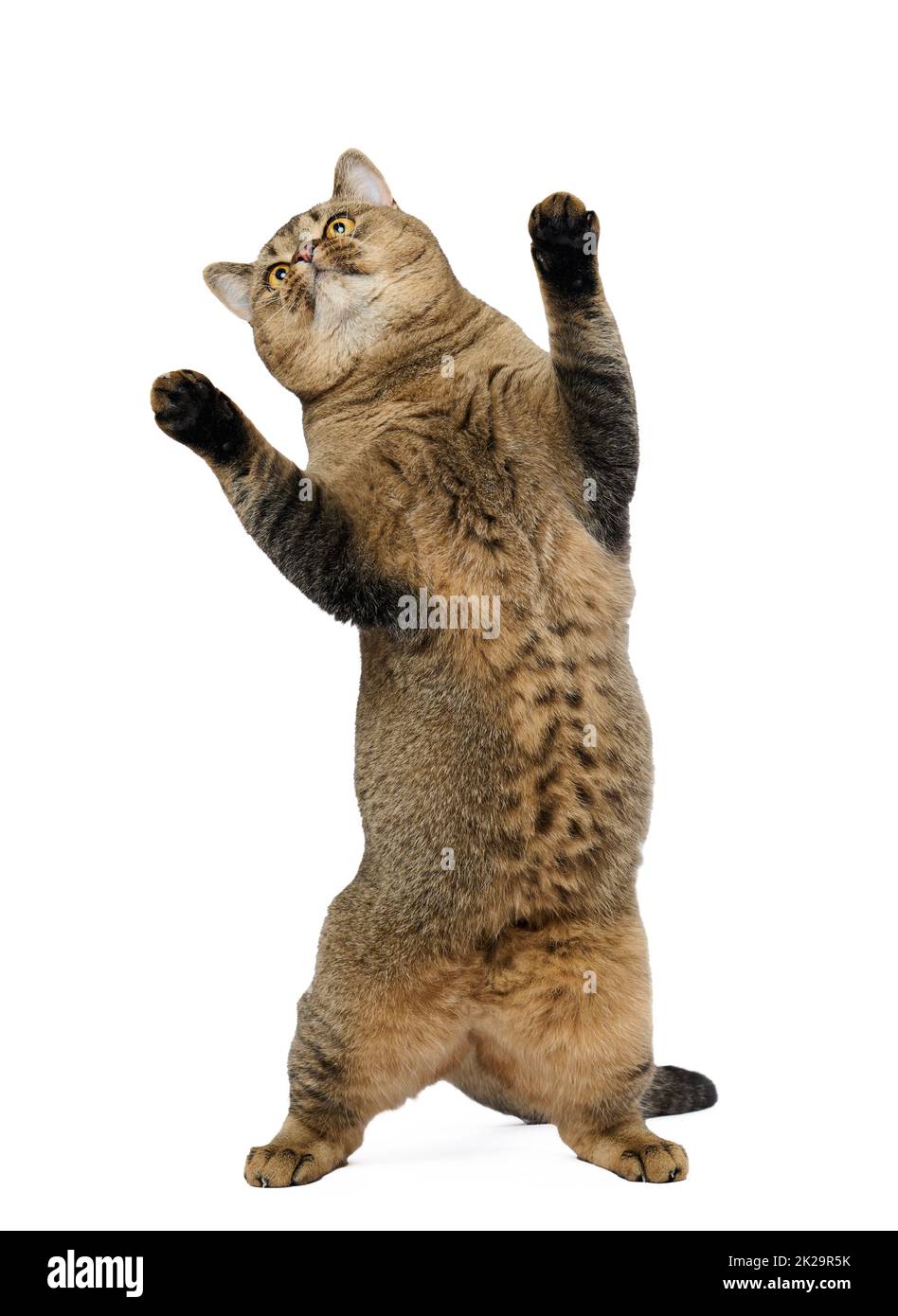 Gatto grigio per adulti scozzese dritto si alza sulle gambe posteriori e guarda in alto. Allegro e simpatico animale Foto Stock