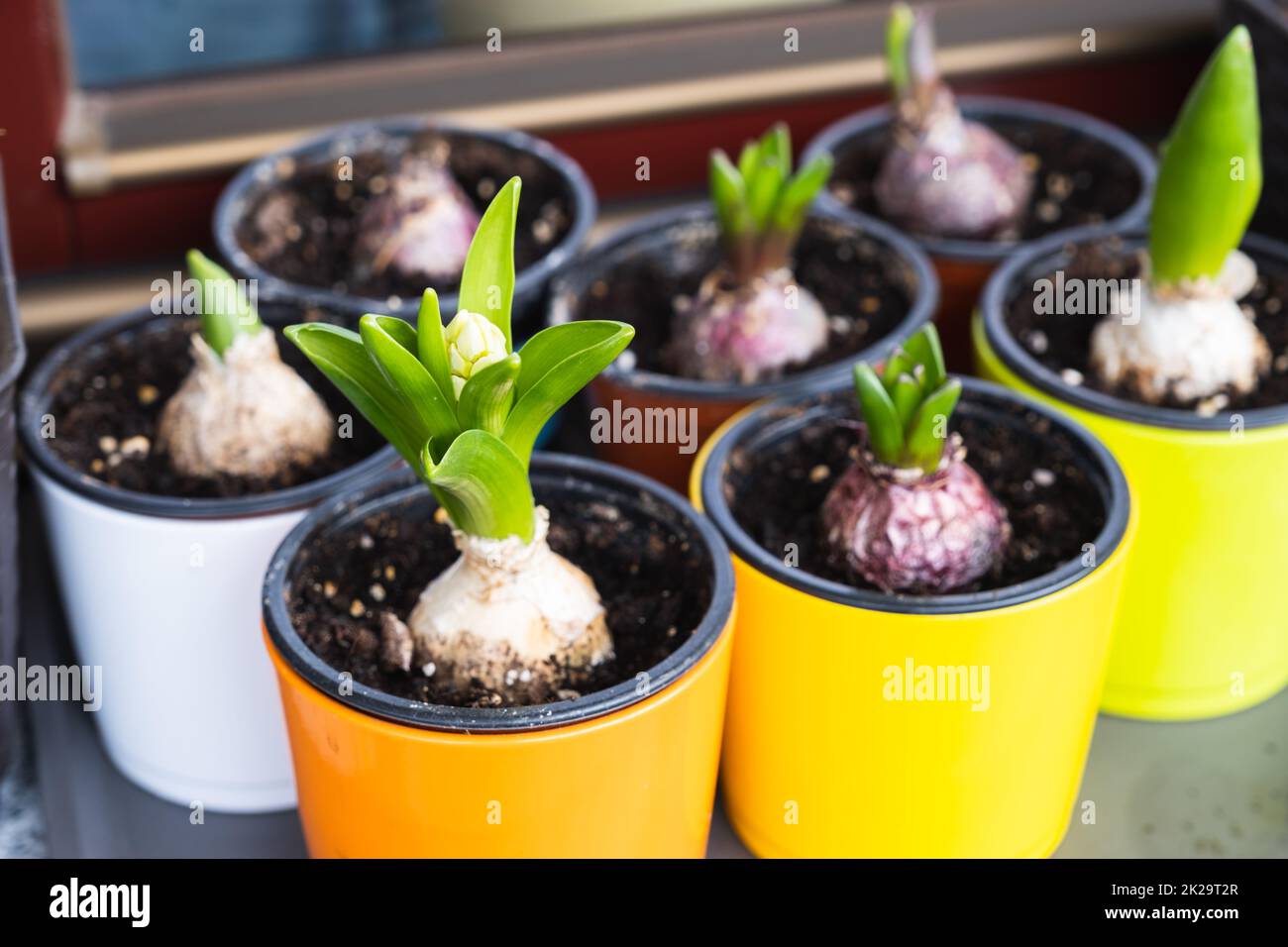 Bulbi di giacinto che crescono in vasi di fiori. Fiori di primavera sul davanzale Foto Stock