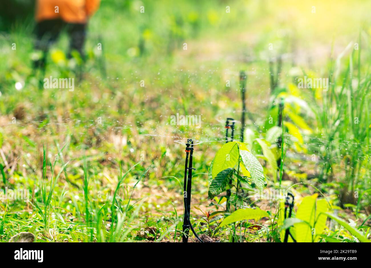 Impianto sprinkler automatico che innaffia il verde in giardino. Irrigatore per agricoltura. Sistema di irrigazione del giardino. Servizio di manutenzione degli sprinkler. Irrigatore per irrigazione a domicilio. Schizzi d'acqua. Foto Stock