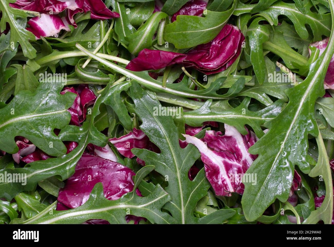Le foglie di insalata mescolano lo spuntino verde e succoso, come sfondo. Foto Stock