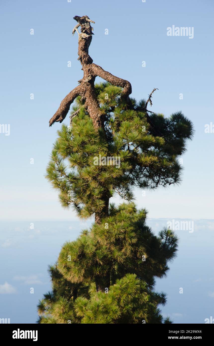 Pino delle Isole Canarie dalla forma strana. Foto Stock