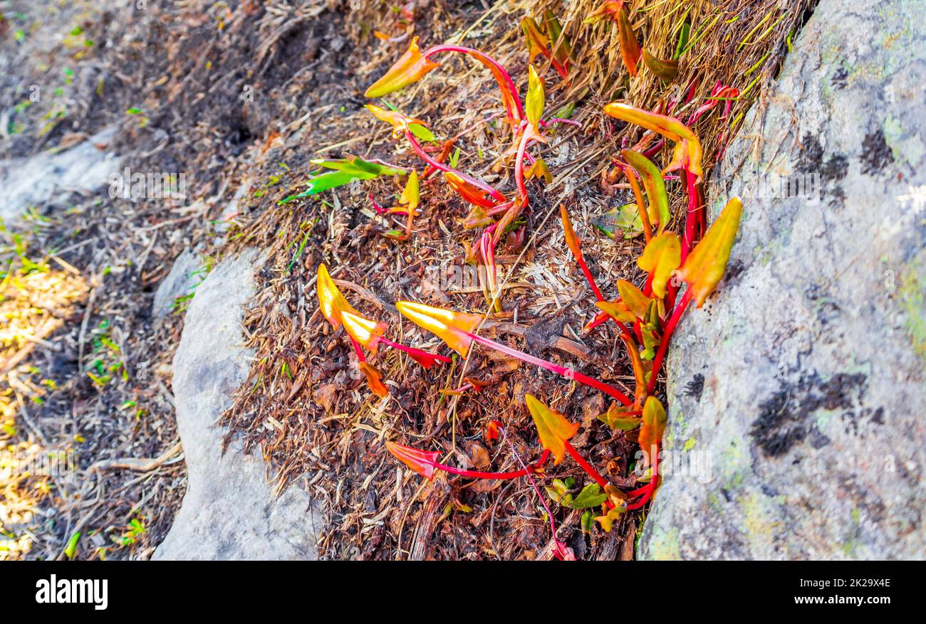 Colorate piante selvatiche sul monte VeslehÃ¸dn Veslehorn Hemsedal Norvegia. Foto Stock
