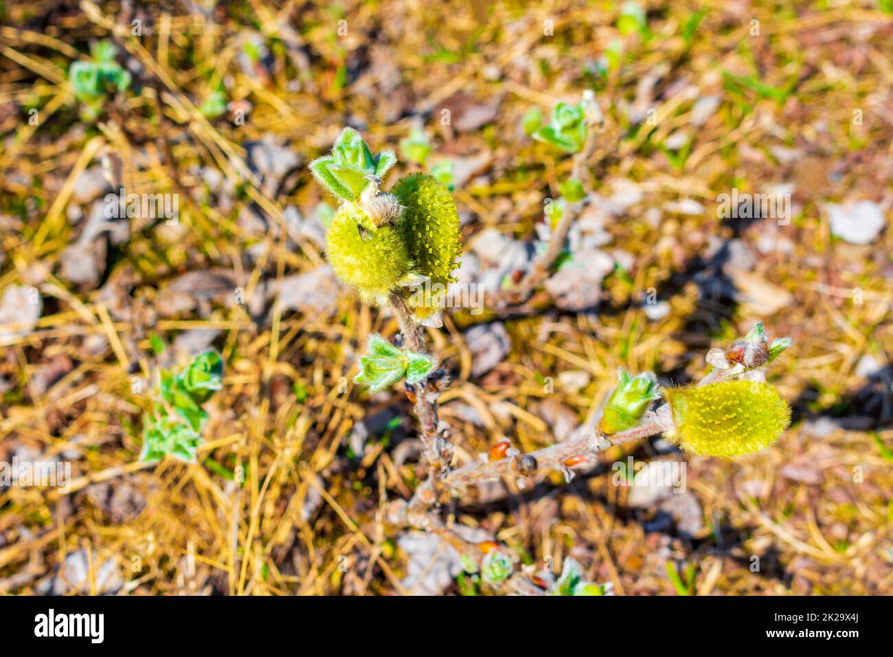 Fluffy piante selvatiche sul monte VeslehÃ¸dn Veslehorn Hemsedal Norvegia. Foto Stock