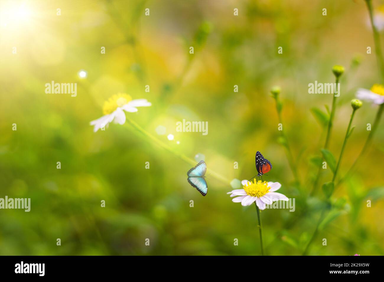 Fiore d'erba che soffia nel vento al mattino con sole dorato con due farfalle Foto Stock