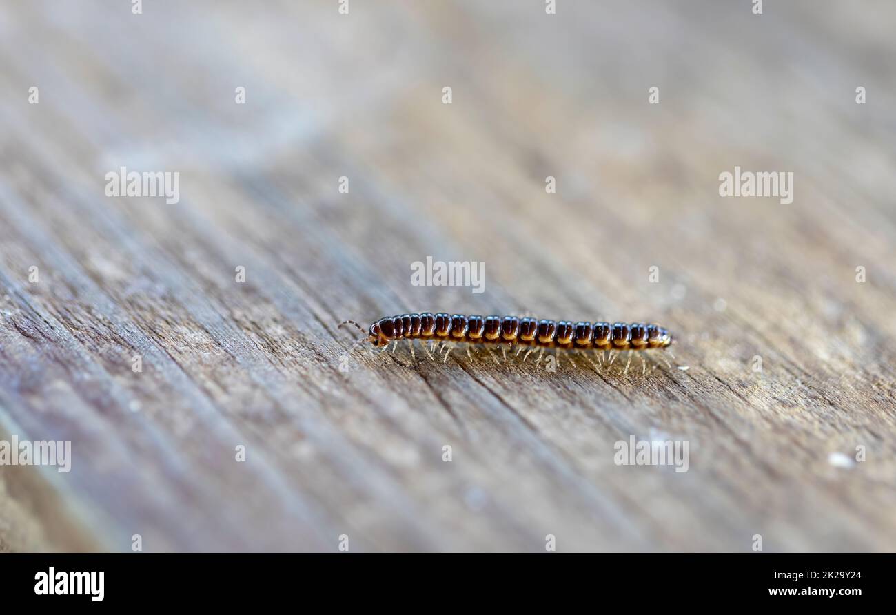 Il millipede della serra (Oxidus gracilis) conosciuto come il millipede della casa, millipede della flangia corta, o millipede del giardino. Foto Stock