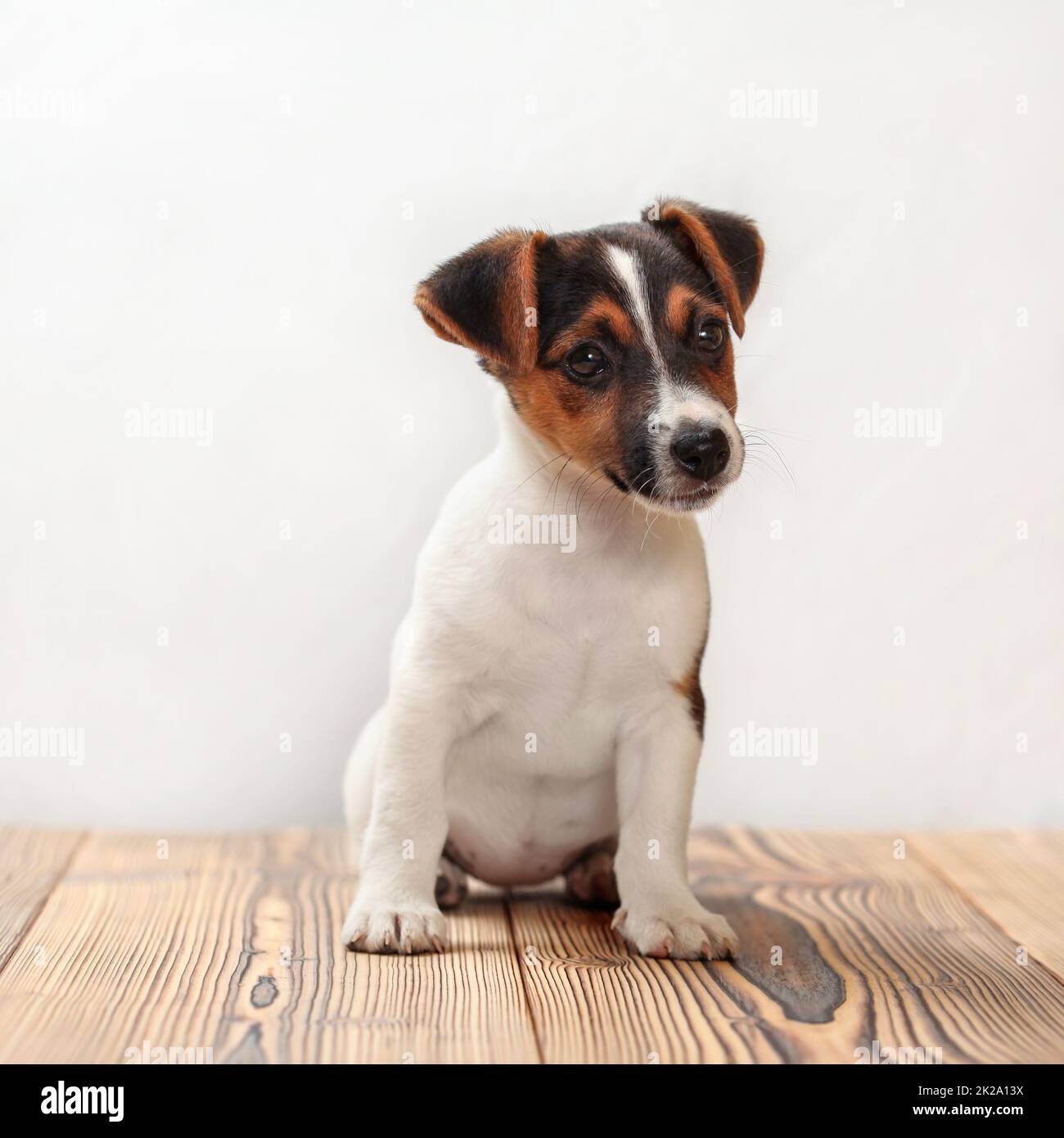 Due mesi di età Jack Russell Terrier cucciolo, studio scatti su assi di legno con sfondo bianco. Foto Stock
