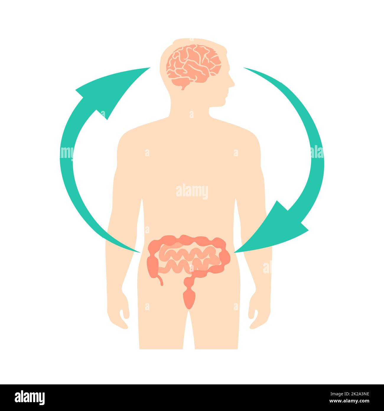 Relazione tra cervello e budella umani, secondo cervello, diagramma di immagine, illustrazione vettoriale Foto Stock