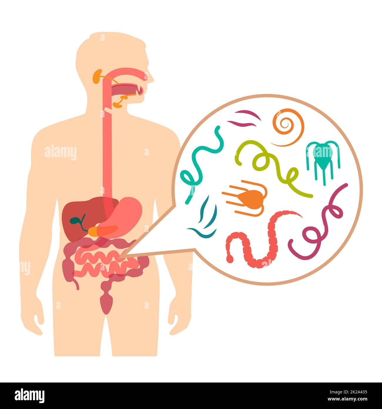 Illustrazione vettoriale di un Parasite intestinale umano, malattia del verme Foto Stock