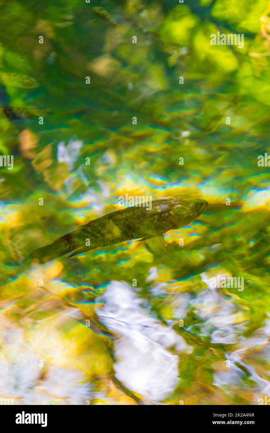 Pesci e vita marina in stagno pozzetto acqua natura Messico. Foto Stock