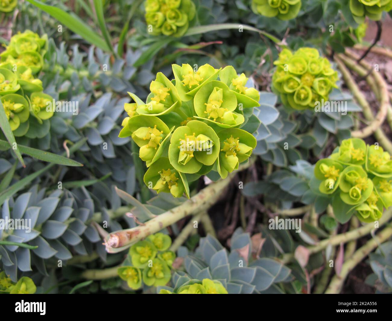 Sprurge mirto fiorente, mirsiniti di Euphorbia, in primavera Foto Stock