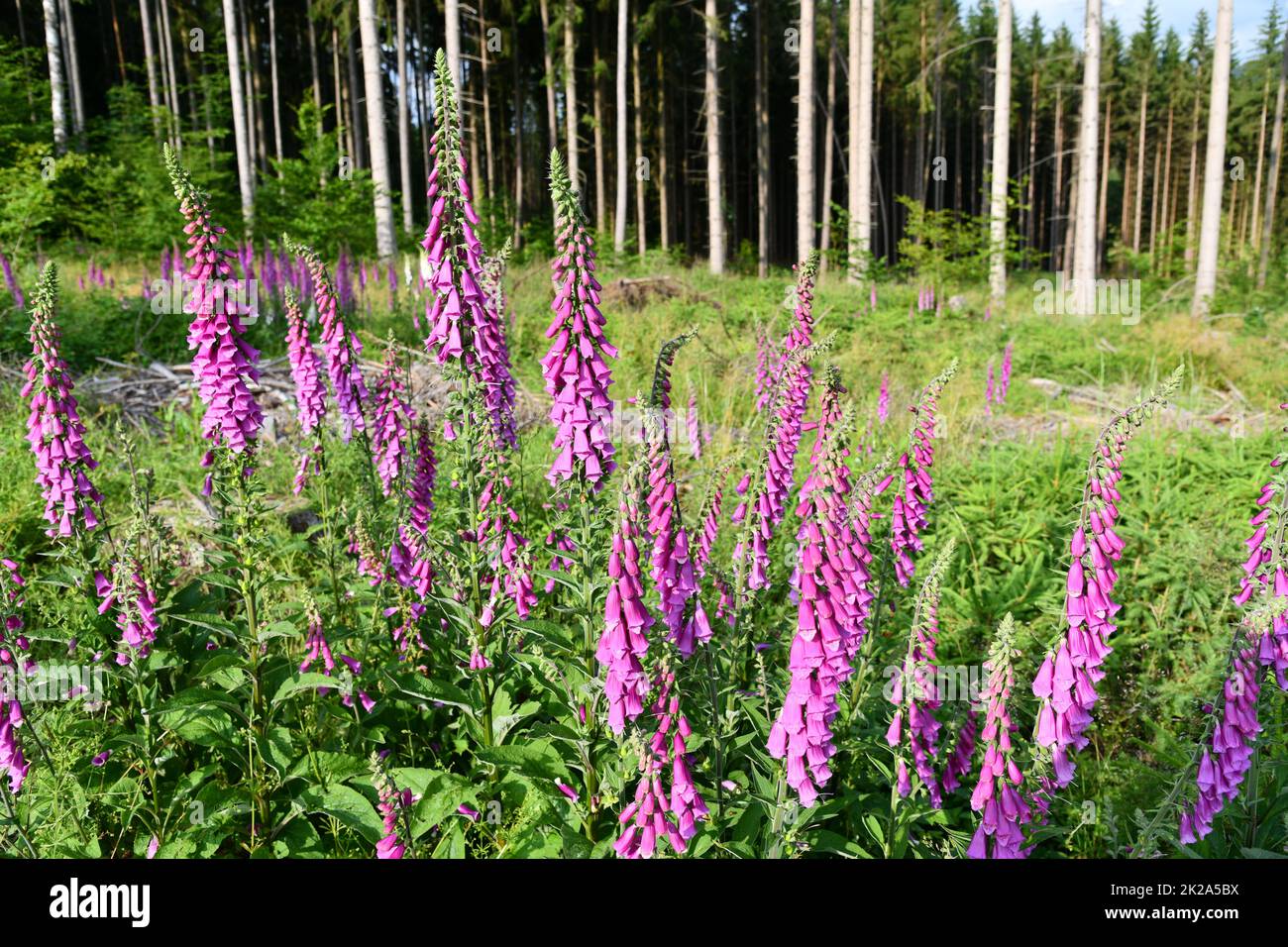 guanti di volpi in fiore ai margini della foresta Foto Stock