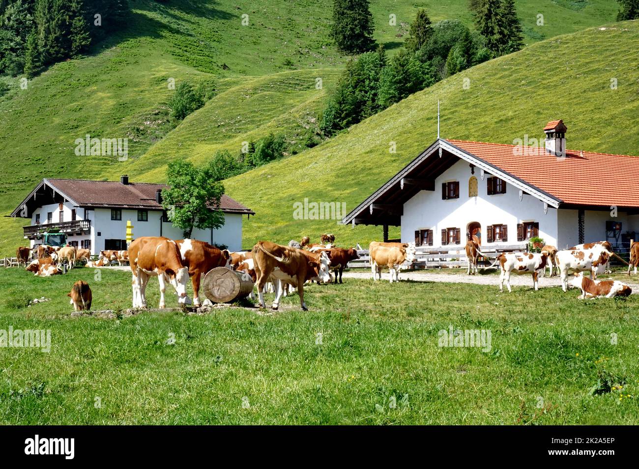 Germania, Baviera, Samerberg, Landkreis Rosenheim, paesaggio, Montagne Chiemgauer, rifugi alpini, Daffnerwaldalm, Agricoltura, mucche Foto Stock