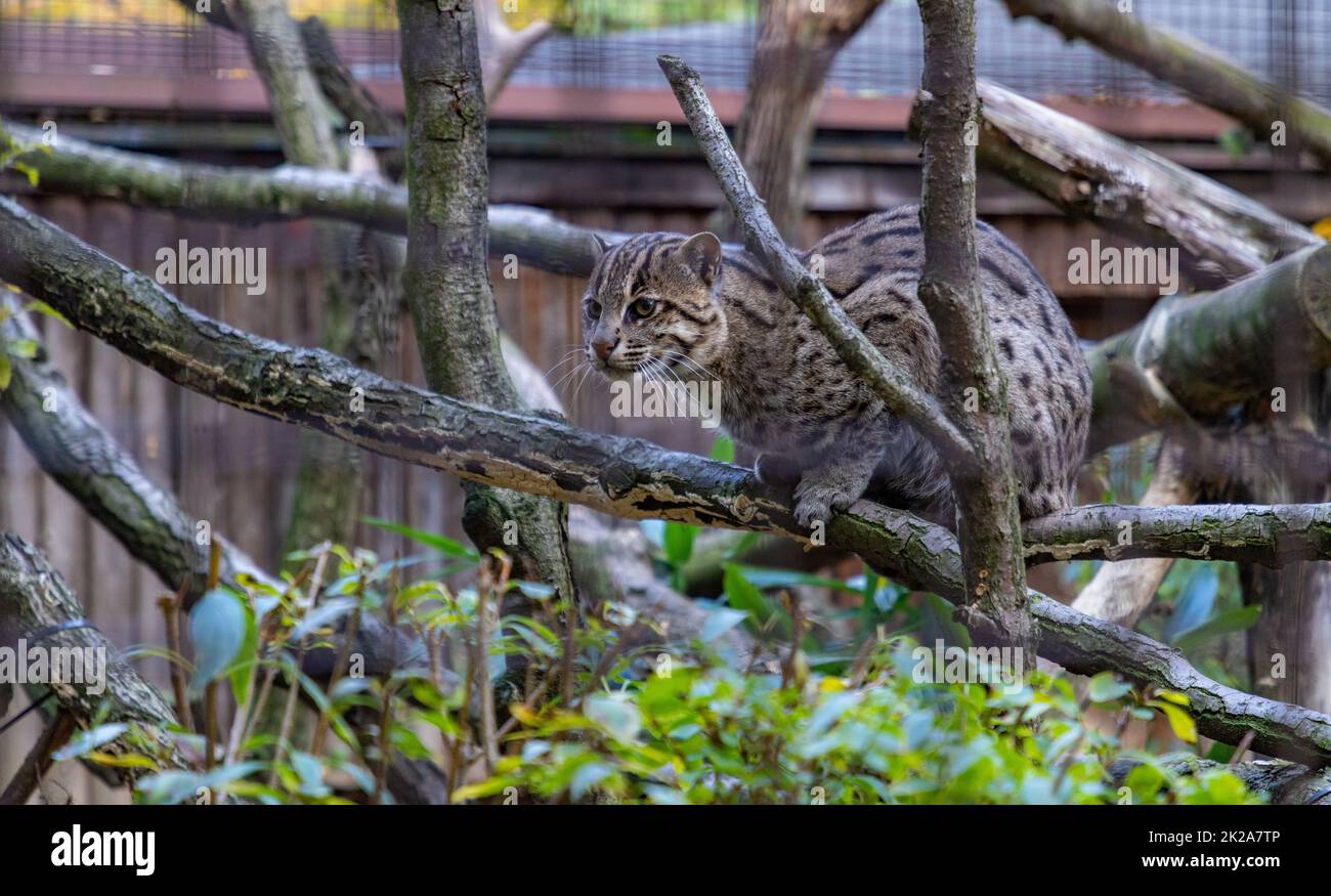 Gatto di pesca Foto Stock