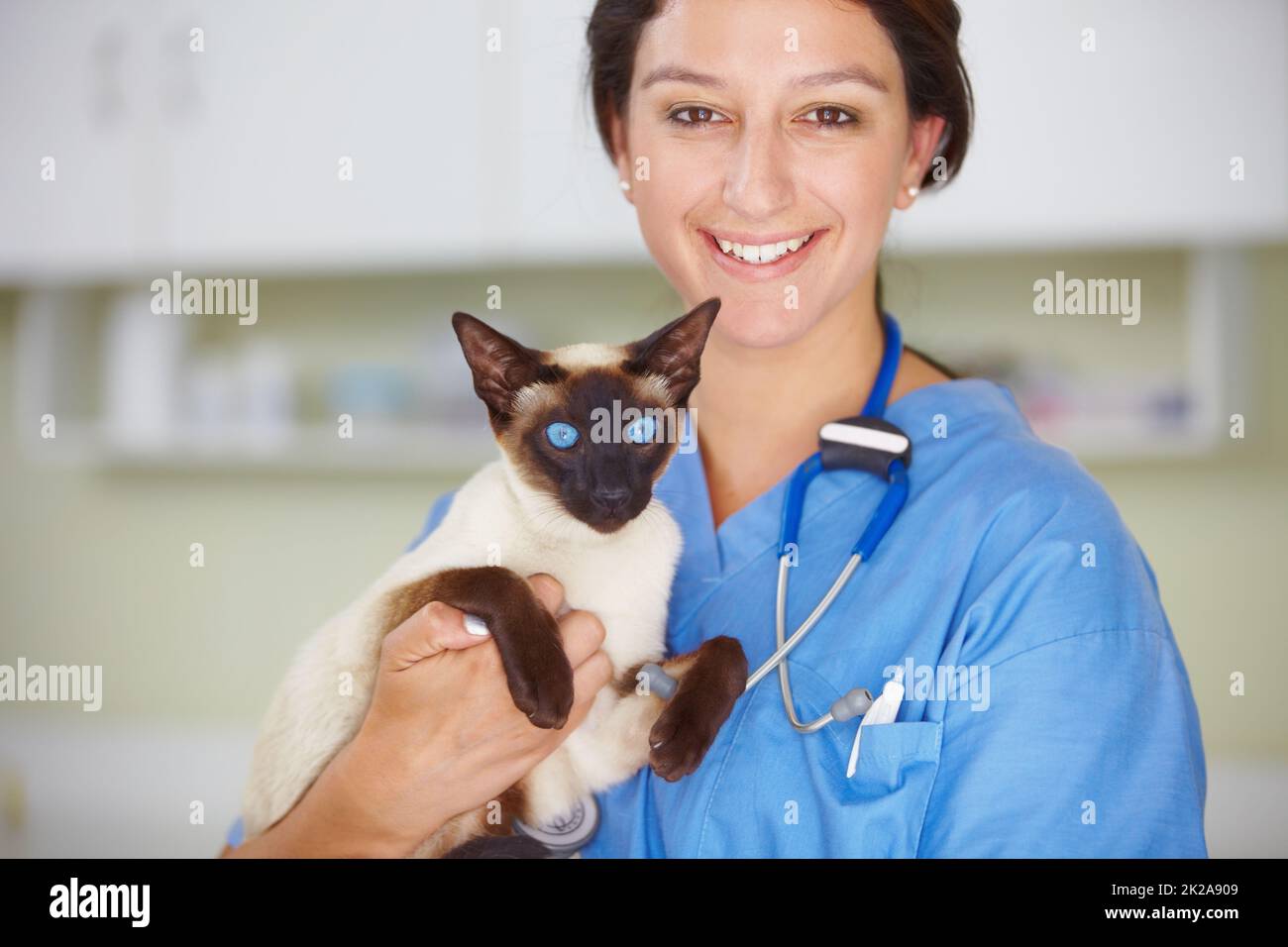 Facendo molta attenzione che i vostri animali abbiano la migliore probabilità possibile. Ritratto di un sorridente veterinario femmina che regge un gatto siamese. Foto Stock