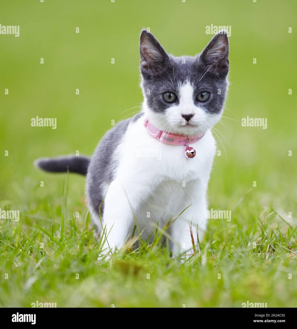 Ti dà una spavalata felina. Bel gattino grigio e bianco all'aperto sull'erba. Foto Stock