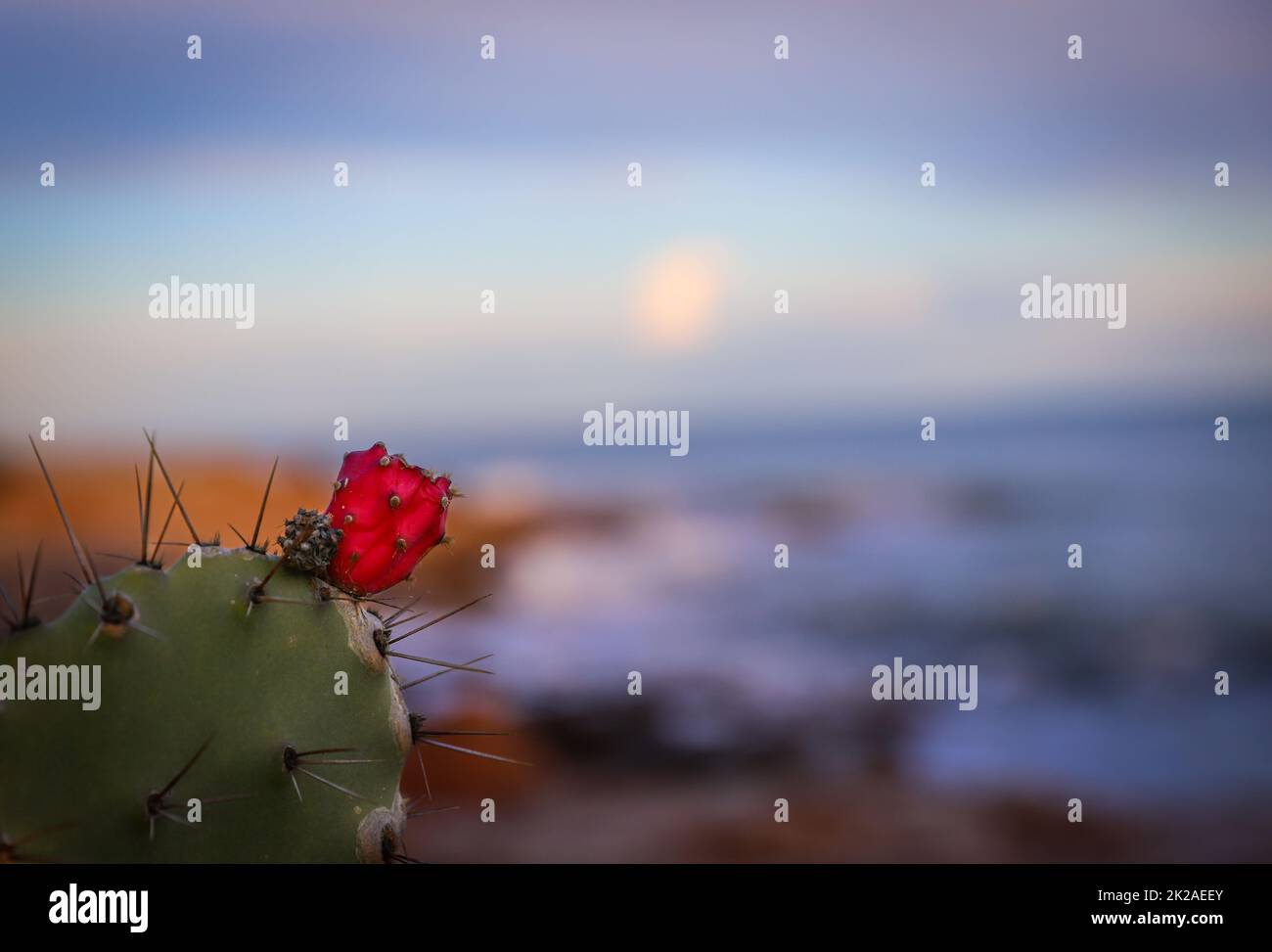 Mediterraneo natura dettagli Sfondi Foto Stock