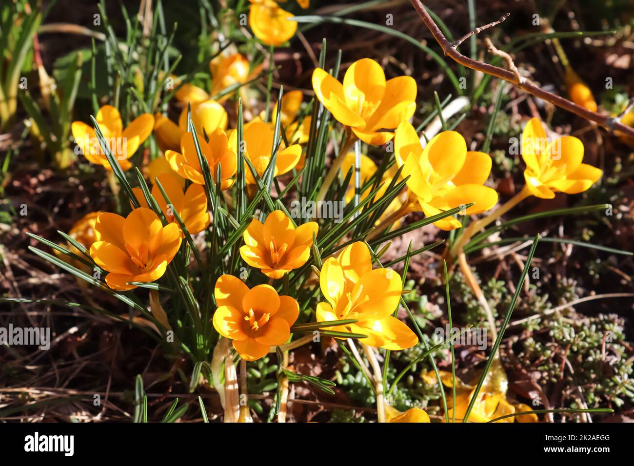 Vista sulla magica fioritura dei fiori primaverili, il crocus sativus. Crocus viola e giallo che crescono all'esterno. Foto Stock