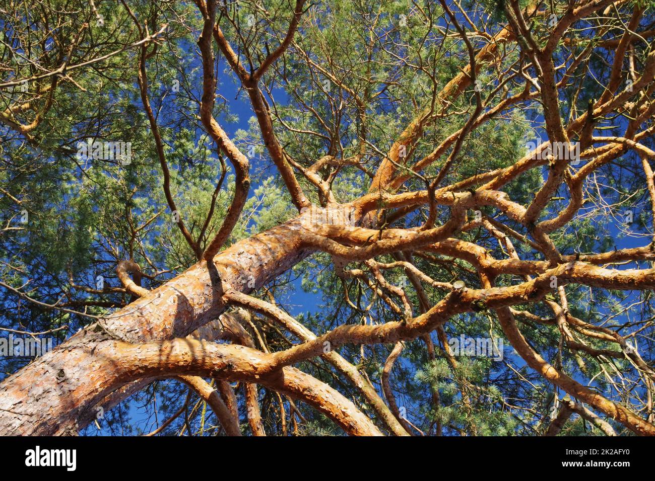 Riserva naturale Senne, Oerlinghausen, Eastwestphalia-Lippe, Renania settentrionale-Vestfalia, Germania, Europa occidentale Foto Stock
