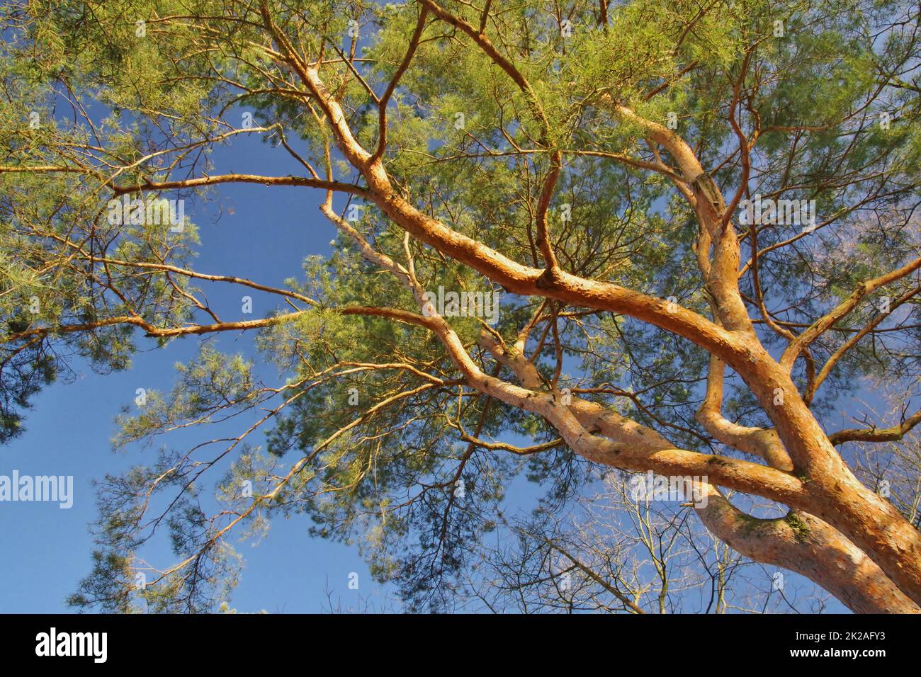 Riserva naturale Senne, Oerlinghausen, Eastwestphalia-Lippe, Renania settentrionale-Vestfalia, Germania, Europa occidentale Foto Stock