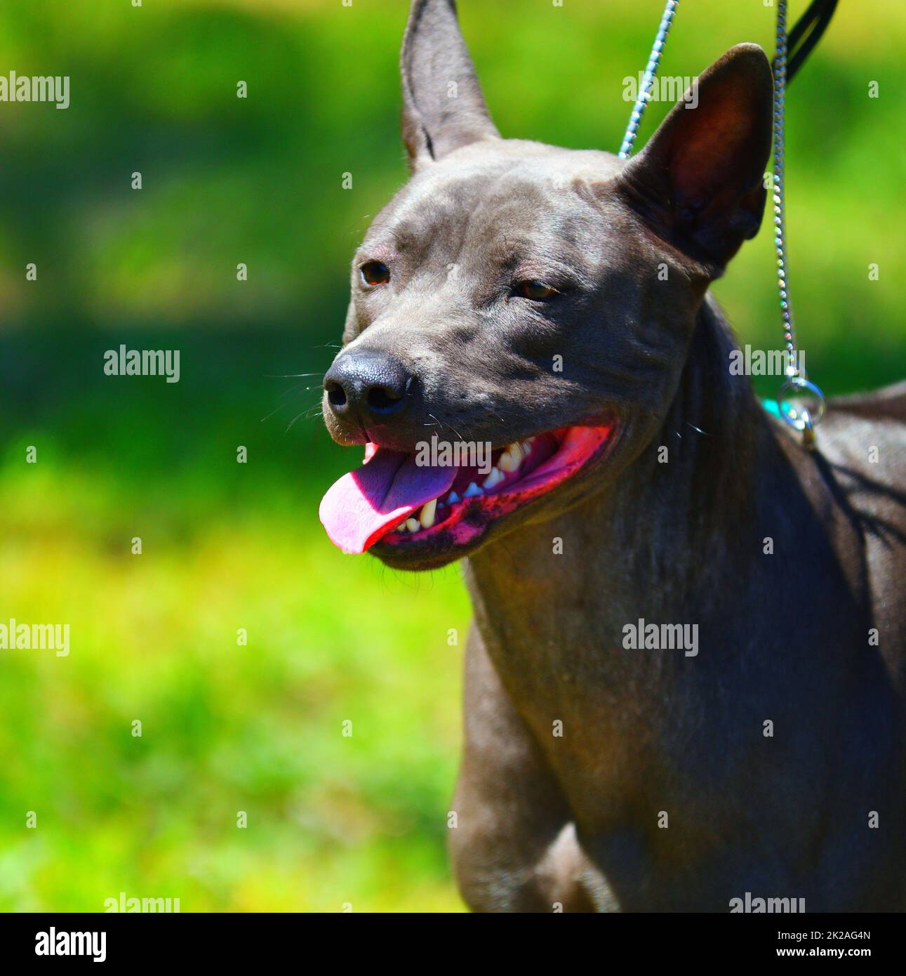 Razza di cane Thai Ridgeback o Mah Thai Foto Stock
