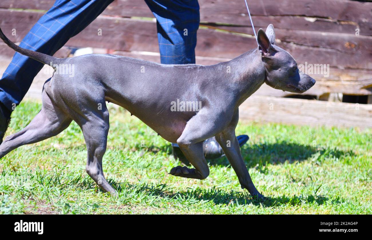 Razza di cane Thai Ridgeback o Mah Thai in estate Foto Stock