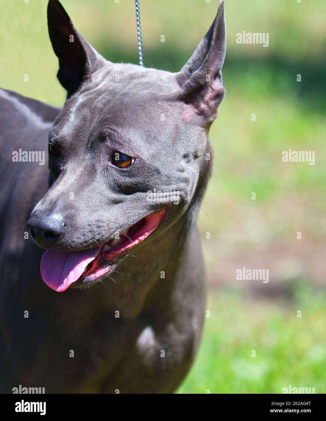 Razza di cane Thai Ridgeback o Mah Thai in estate Foto Stock