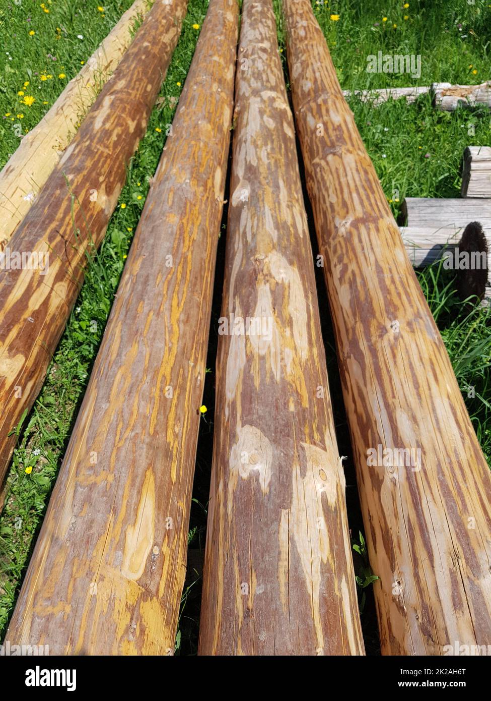 Holzstaemme, Picea, abies Foto Stock