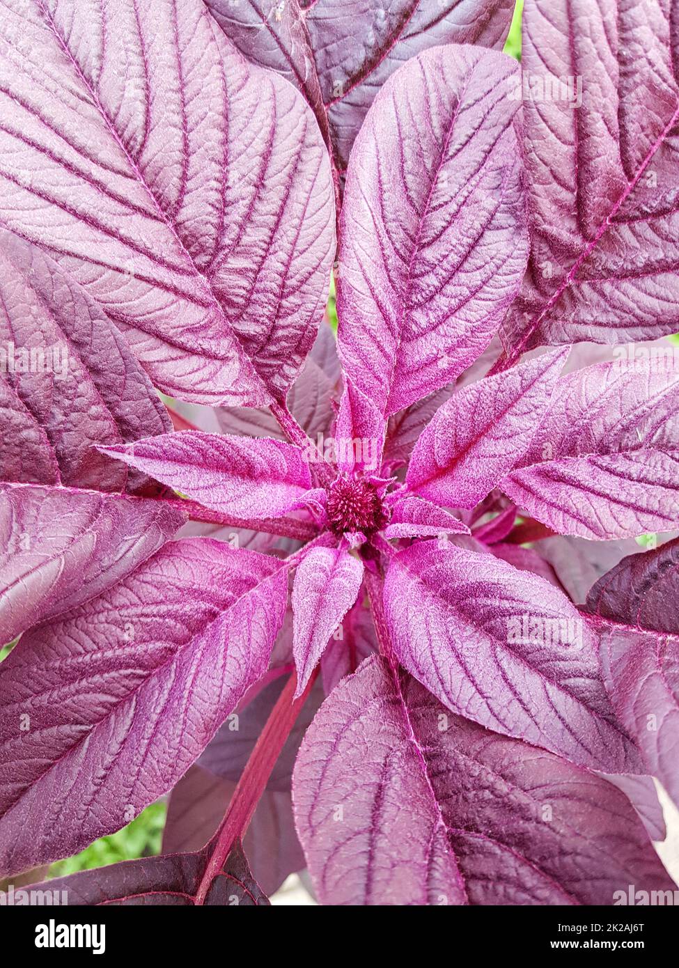 Sfondo floreale di foglie di amaranto rosso, fillotasse - disposizione delle foglie. Amaranto rosso - Amaranthus gangeticus nel giardino sulla terrazza. Vista dall'alto verso il basso Foto Stock