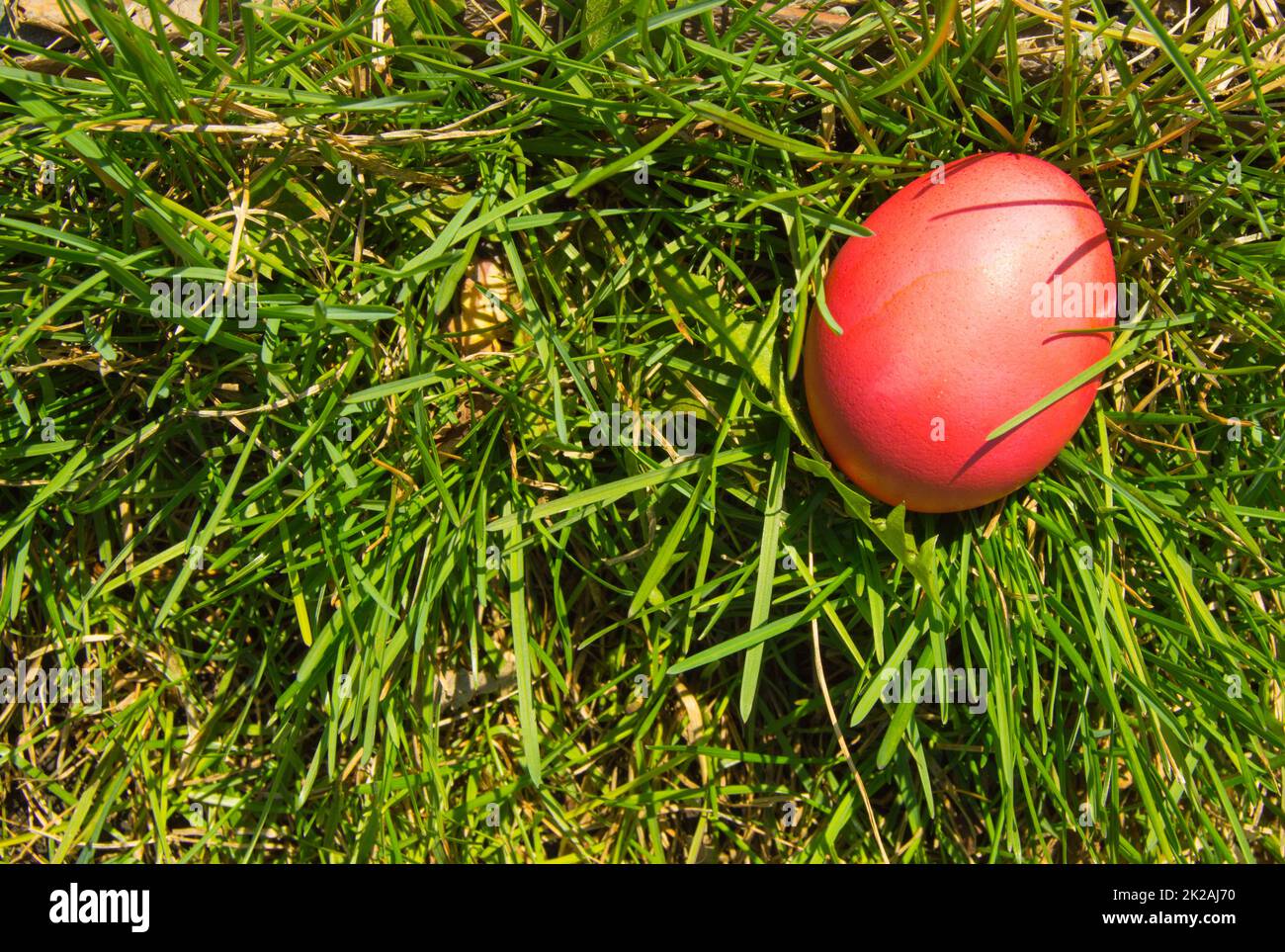 Un uovo di Pasqua dipinto di rosso su un fresco prato di primavera alla luce del sole, vista dall'alto, una copia dello spazio e un posto per il testo a sinistra Foto Stock