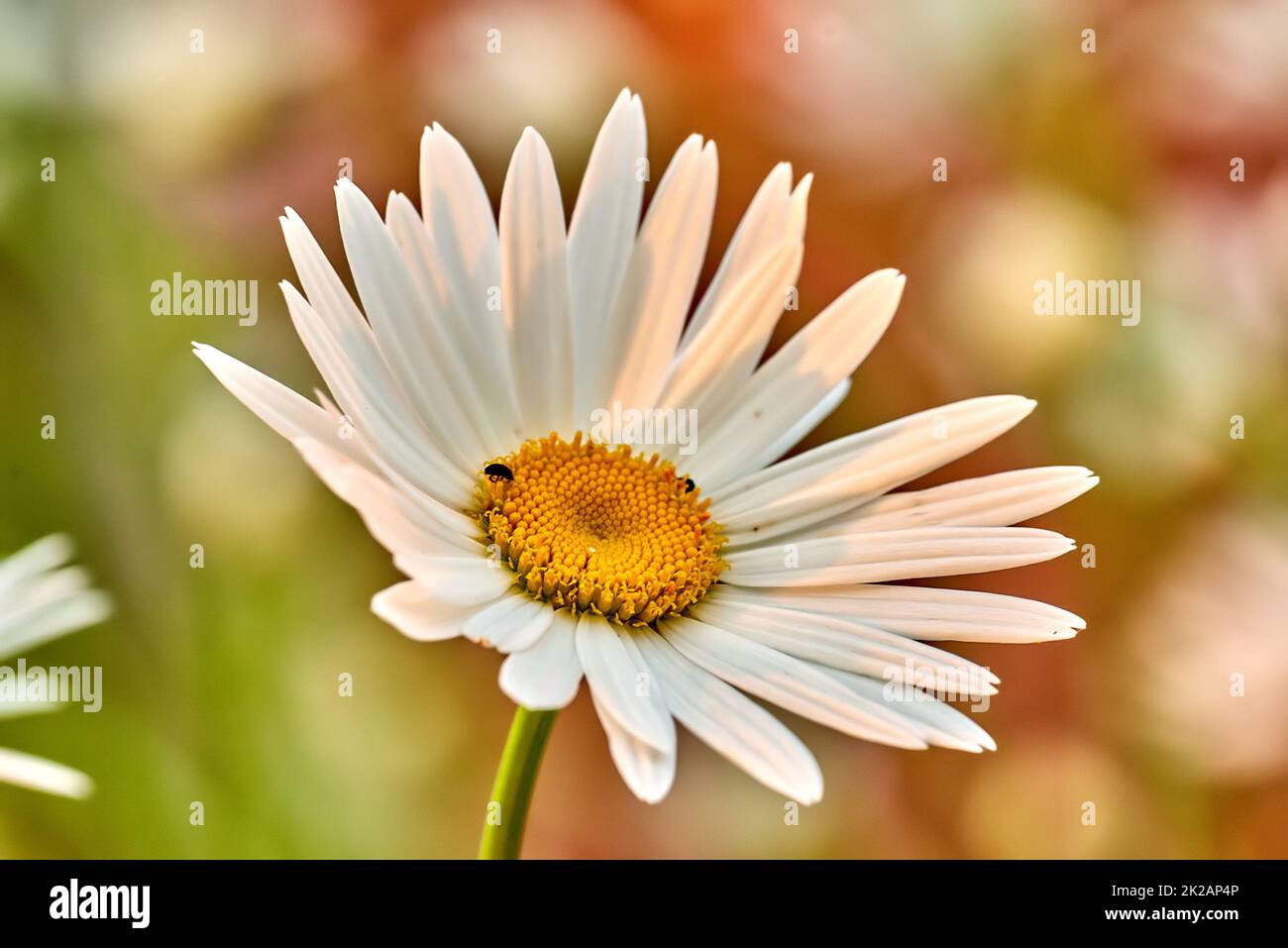 Daisy - Marguerite. Foto del giardino - la bella Daisy - Marguerite. Foto Stock