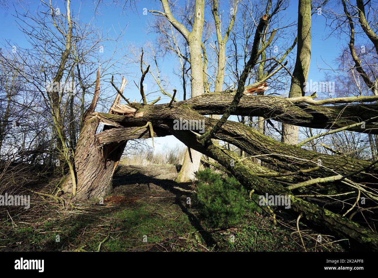Albero enorme che è caduto sopra in una tempesta forte Foto Stock