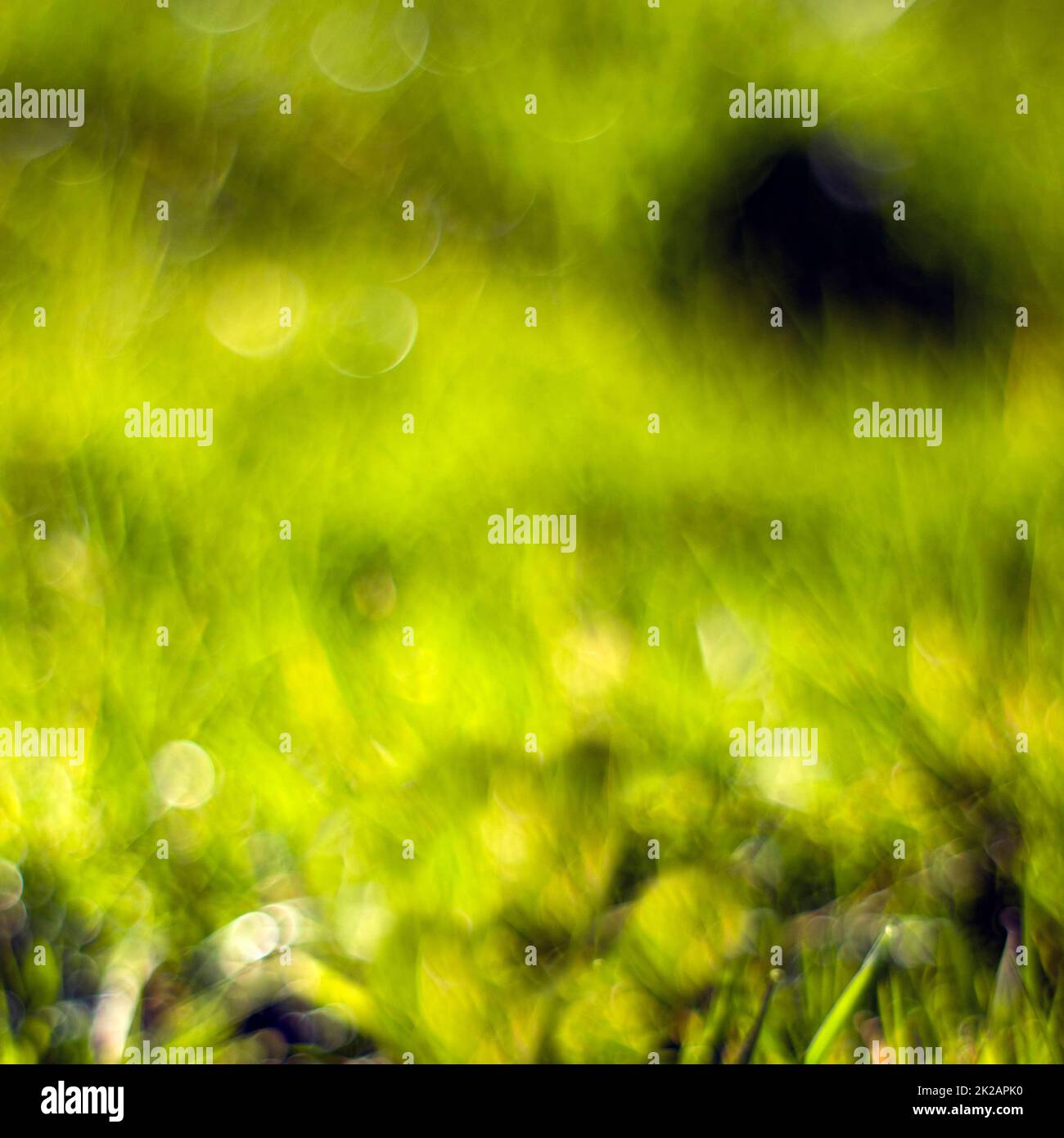 Astratto natura sfondo - erba verde fresca. Messa a fuoco soft. Foto Stock