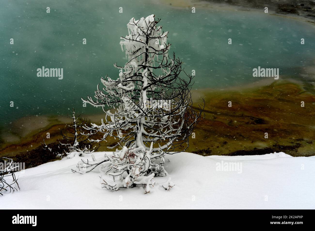 Cristalli di ghiaccio neve d'inverno piscina geotermica Yellowstone Foto Stock