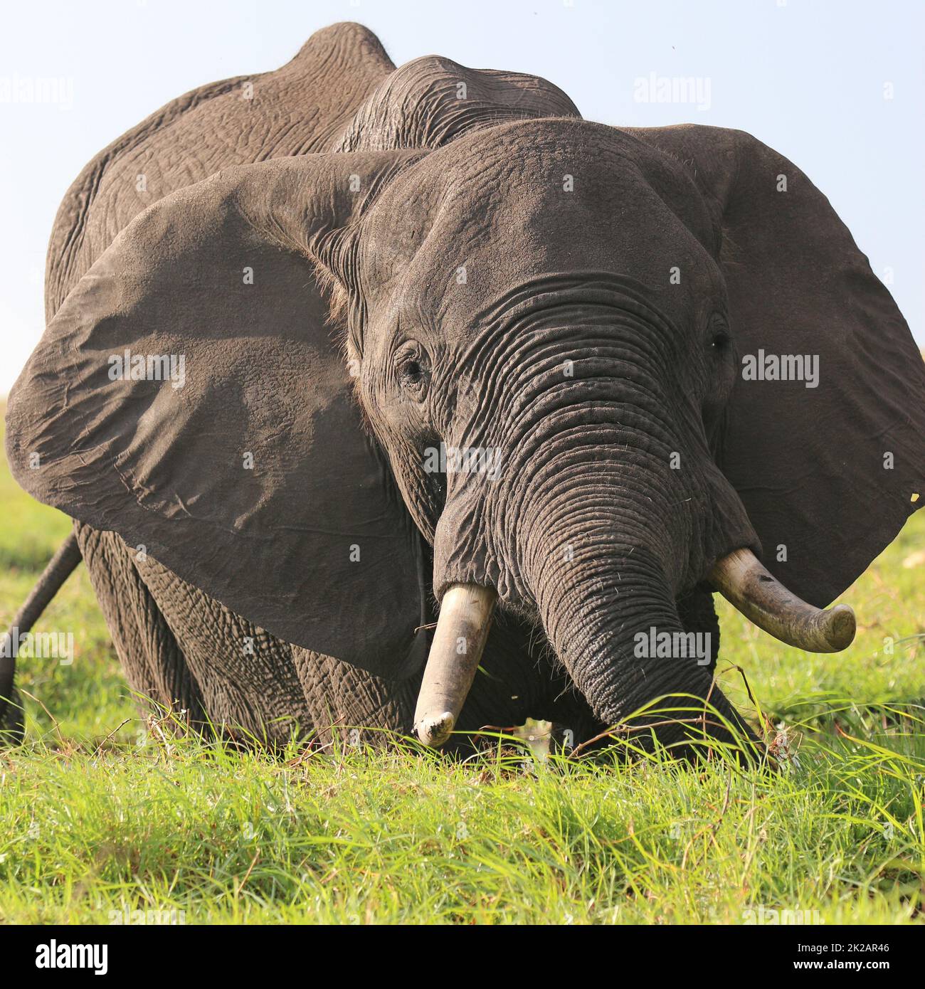 Elefanti nel Chobe Nationalpark. Botswana Foto Stock