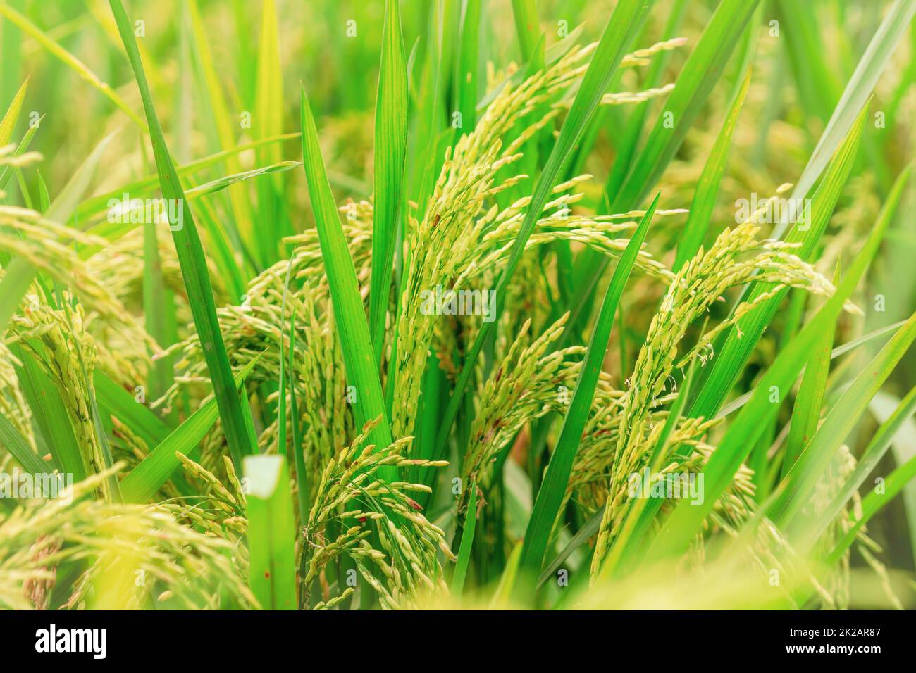 Focalizzazione selettiva sul riso e sulle foglie verdi. Piantagione di riso. Prezzo del riso nel concetto del mercato mondiale. Malattie del riso e concetto di pesticidi agricoli. Campo di risone. Coltivazione di piante. Malattie fungine. Foto Stock