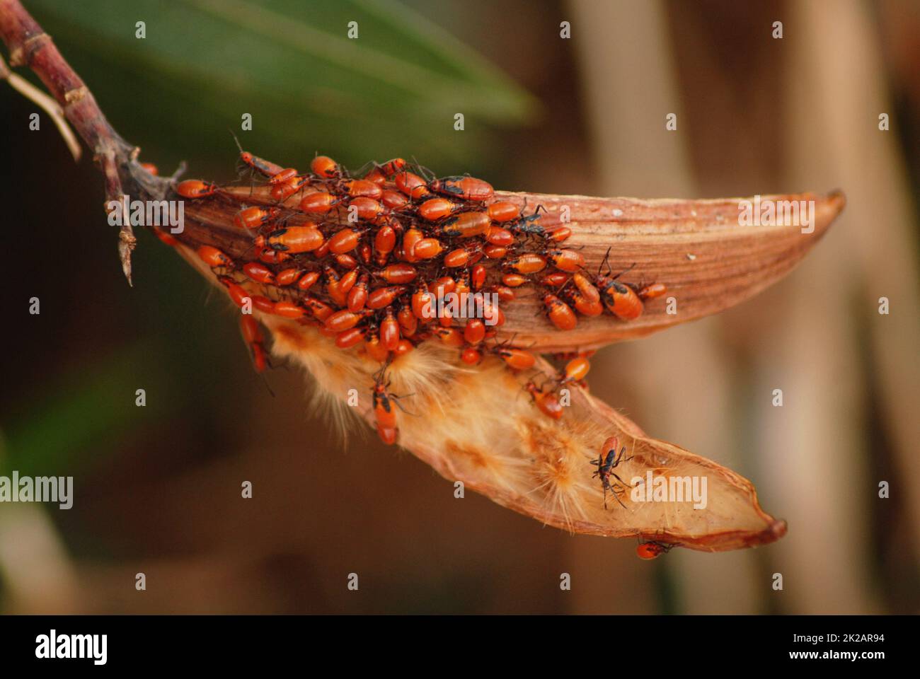 Bug dell'erba mungente, Oncopeltus fasciatus, sciame di coleotteri, insetti in america, caribic e Medio Oriente, metamorfosi Foto Stock