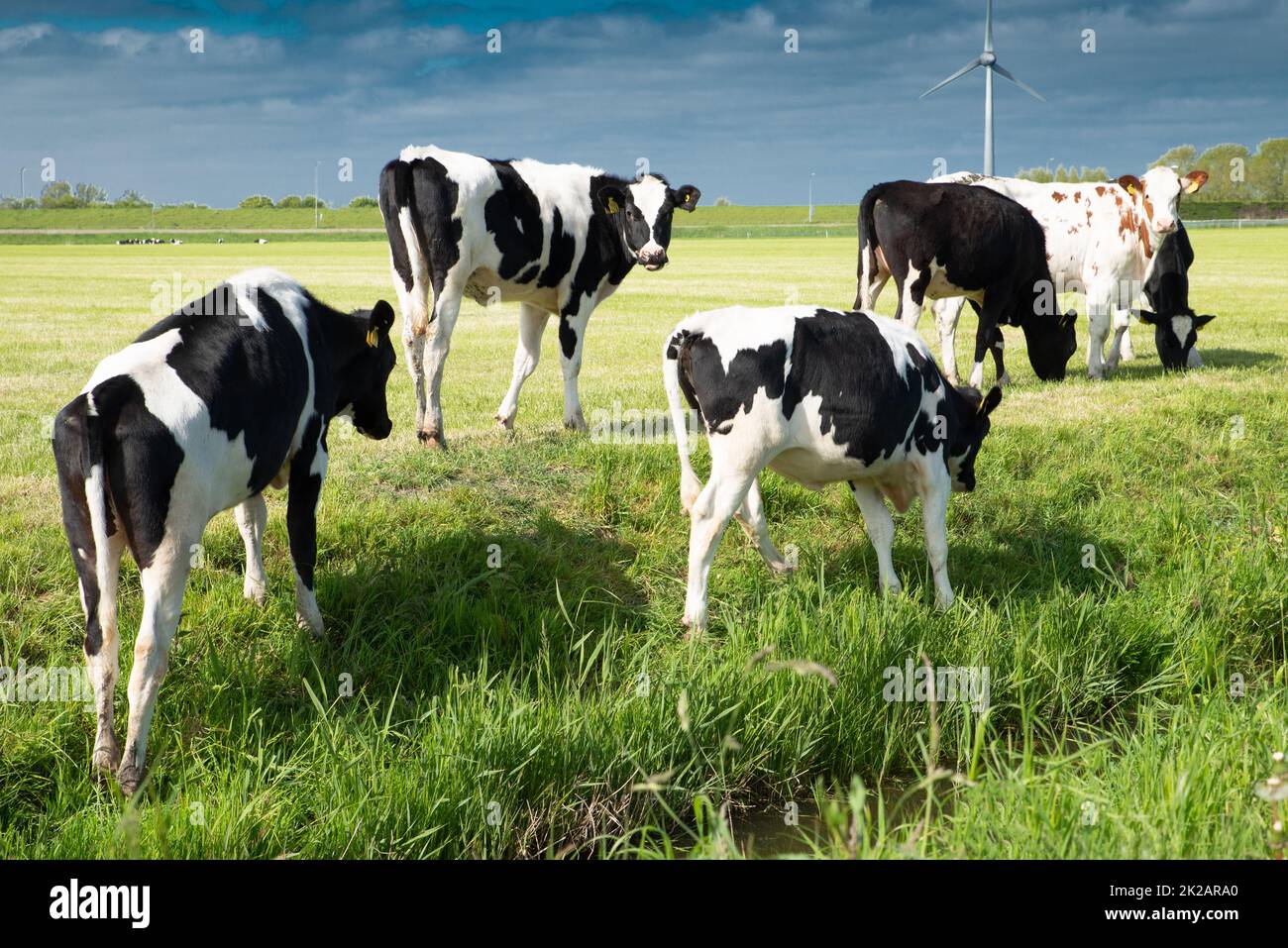 Mucche al pascolo in Olanda, specie di allevamento appropriato nei Paesi Bassi, terreno agricolo Foto Stock