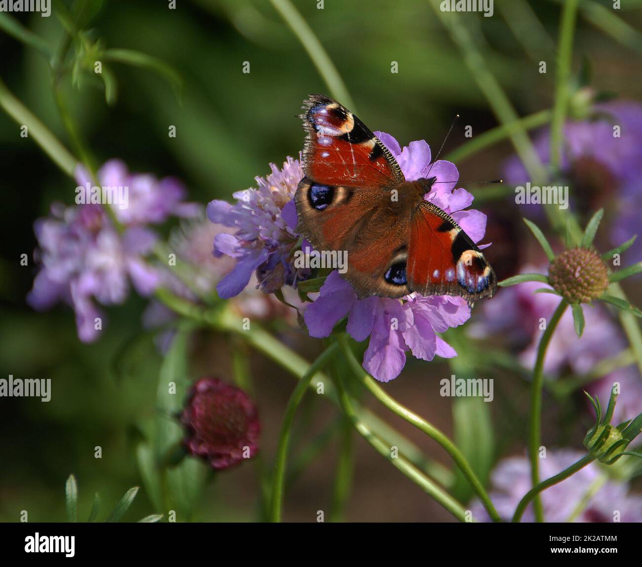 Farfalla Peacock su scabious Foto Stock